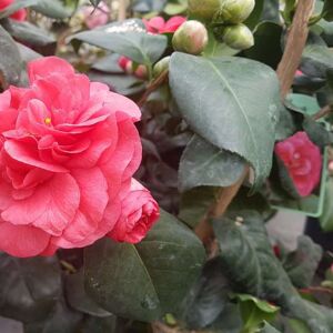 Camellia japonica 'Lady Campbell' 100-125 cm